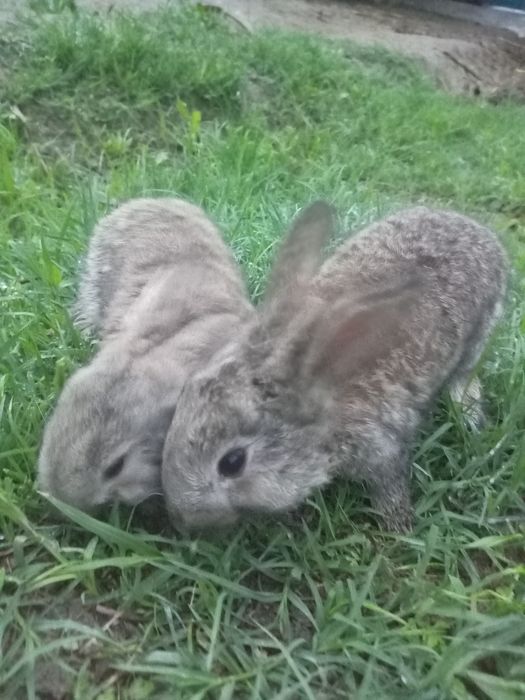Velikan Quyon bolalari 2 oylik mustaqil ovqatlanadi