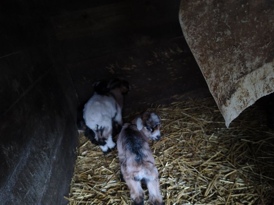 Iezi de 3 săpt vânzare învățați la biberon