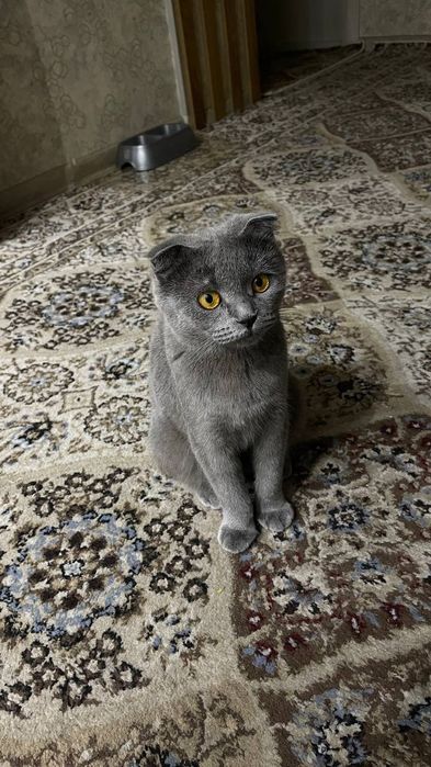 Mushik sotladi oyinqaroq