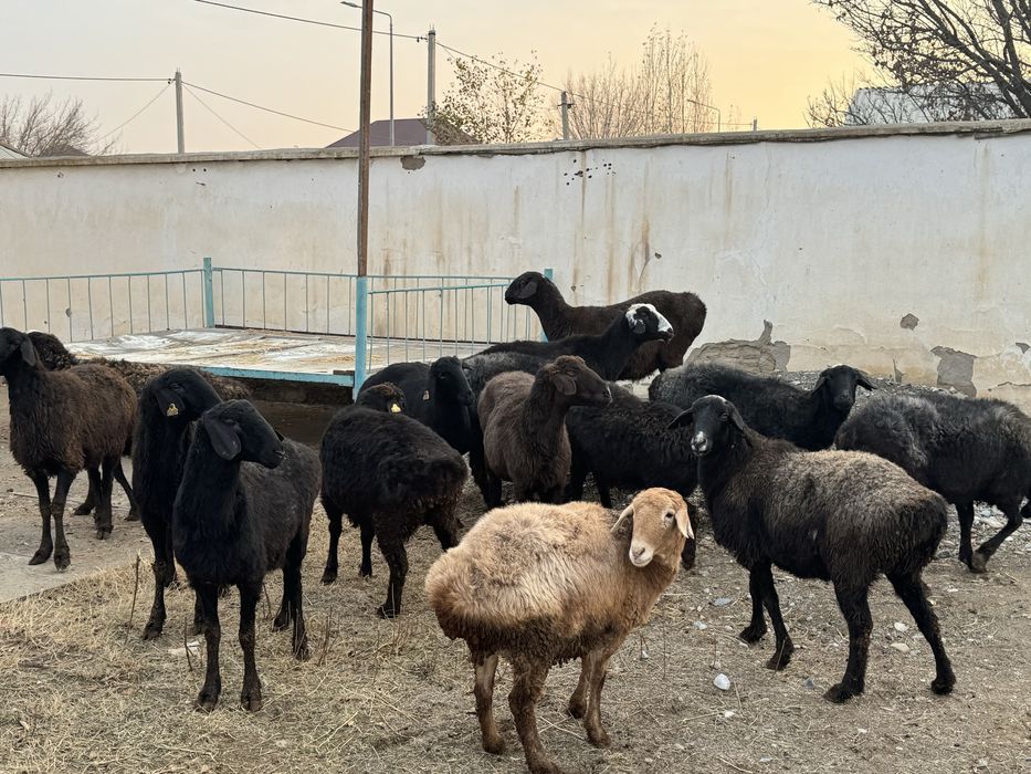 Қойлар сатылады. Сойыпта сатылады