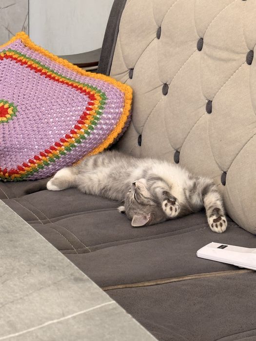 Скоттиш  Страйт девочка