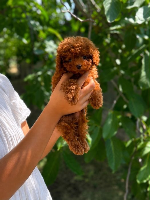 Poodle/Pudel cu pedigree
