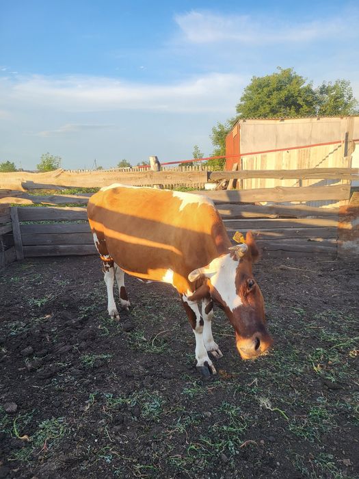 Продам корову молочную