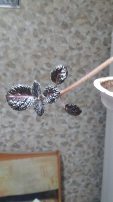 Эписция комнатная