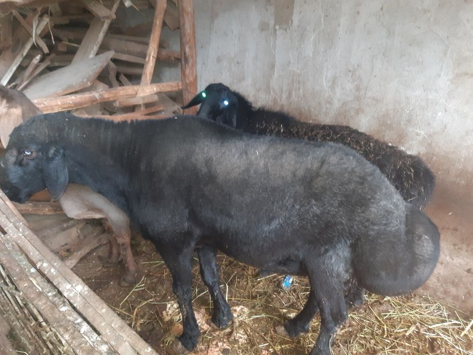 Зот олиш ва безнис учун