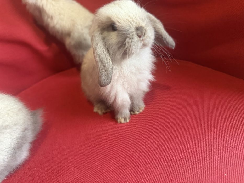 Vand pui berbec pitic holland lop