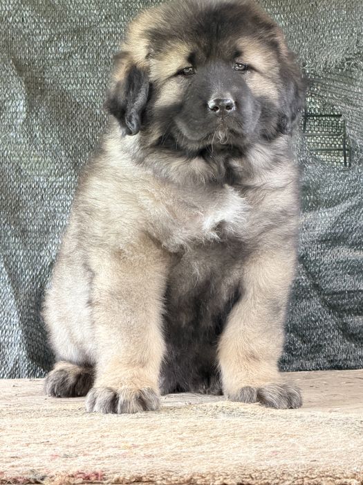 Pui ciobanesc  caucazian 8 sapt cu pedigree