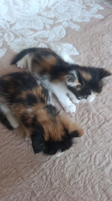 Отдам котят в добрые руки