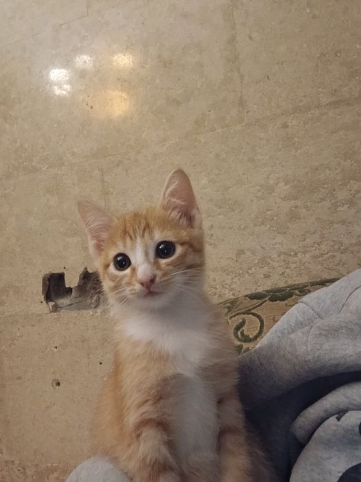 Отдам кота в хорошие руки