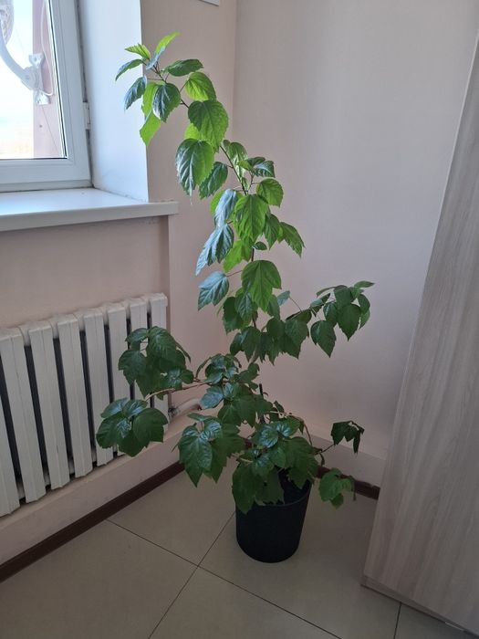 Цветы комнатные ухоженные