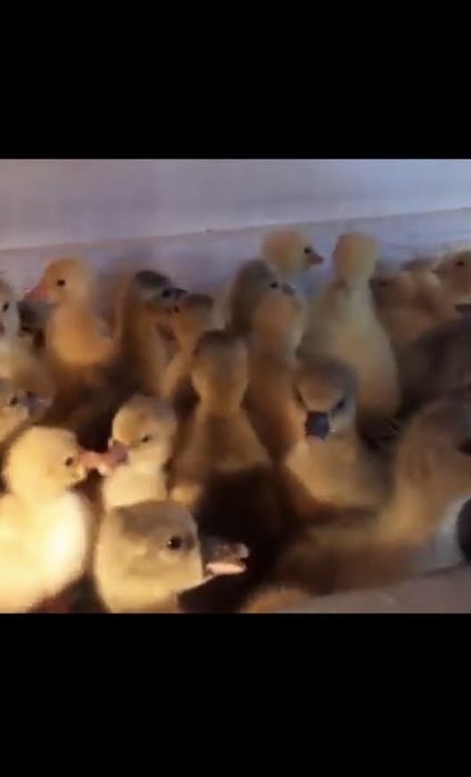 Қаз балапандары бар