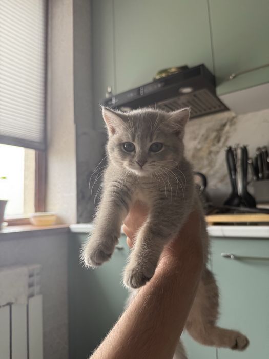 Котенок пародистый