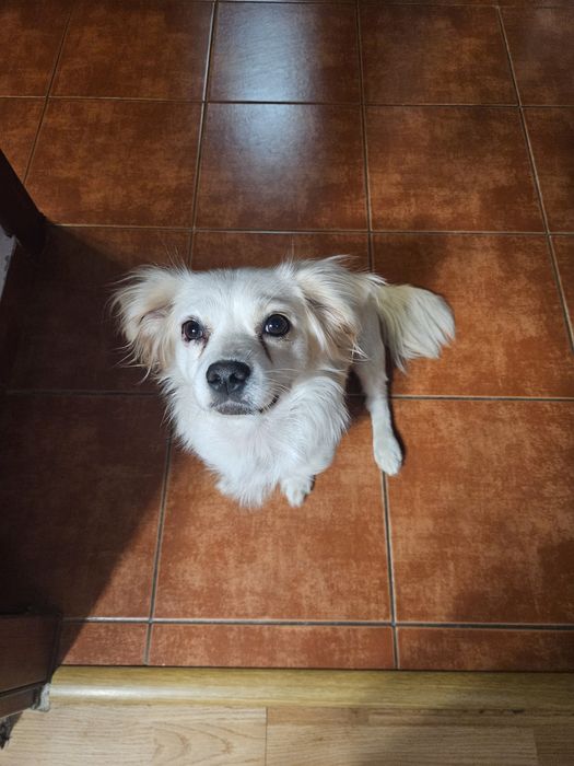 Adoptie 2 catelusi, impreuna sau separat, o mama si un pui