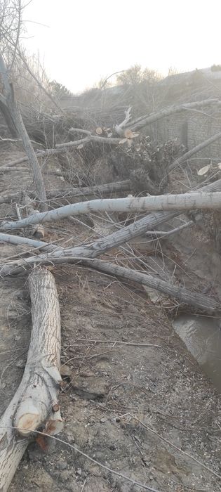 Свежий урилган Толлар сотилади