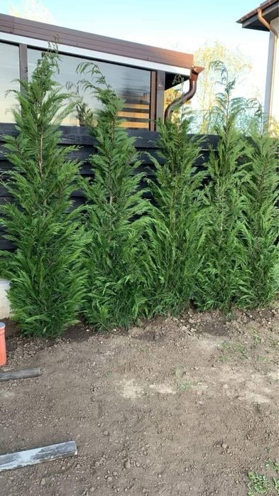 Plante ornamentale diferite specii tuia brazii,magnoli,gazon,si montam
