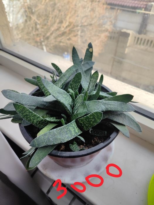 Продам цветы с горшками