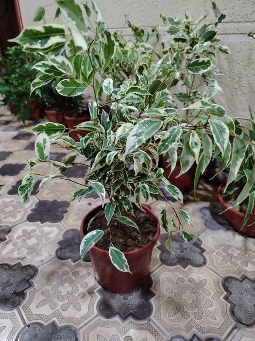 Комнатные цветы, растение, Гуллар, гул, Gul, Honaki gullar