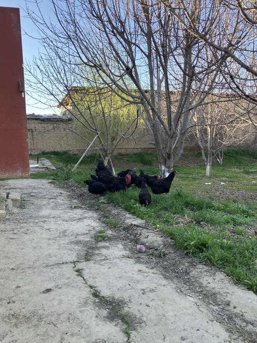 10000 som Tuxumlar sotiladi Qora Shaxzoda Gigant asl zoti