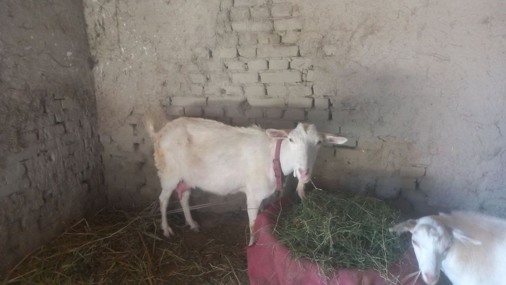 Зотлик Эчки сотилади