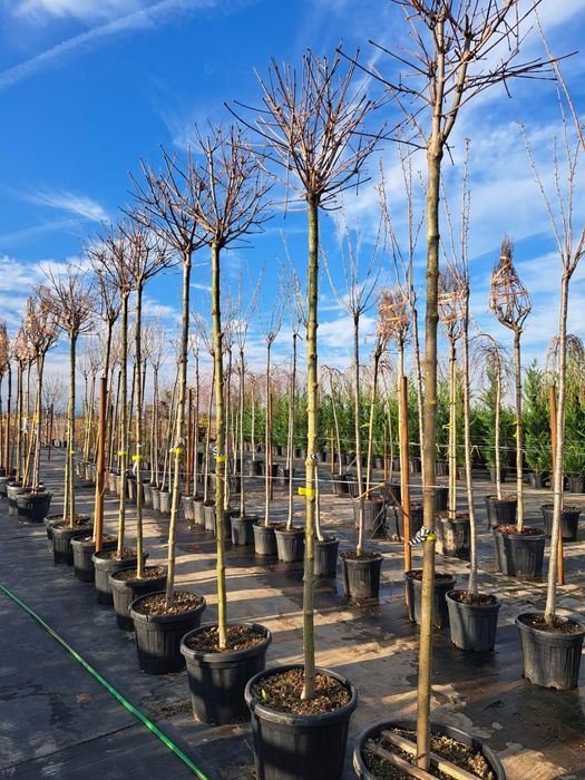 Vindem Stejar Carpin mesteacan fag lemn cainesc etc