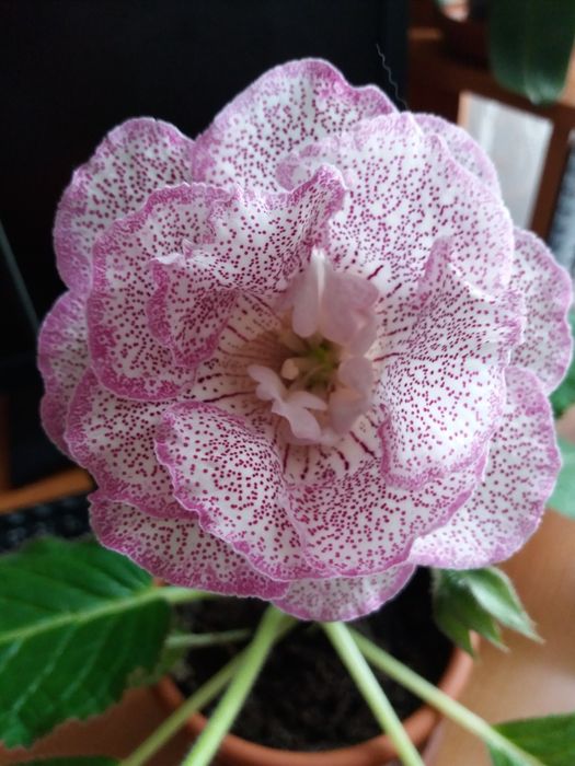 Продам ростки глоксиний