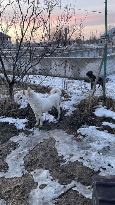 Тегін. Шешесі лайка
