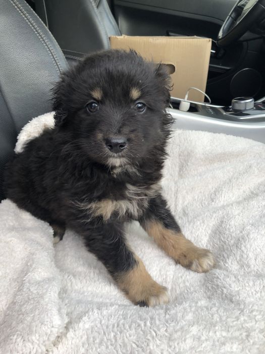 Любимые животные