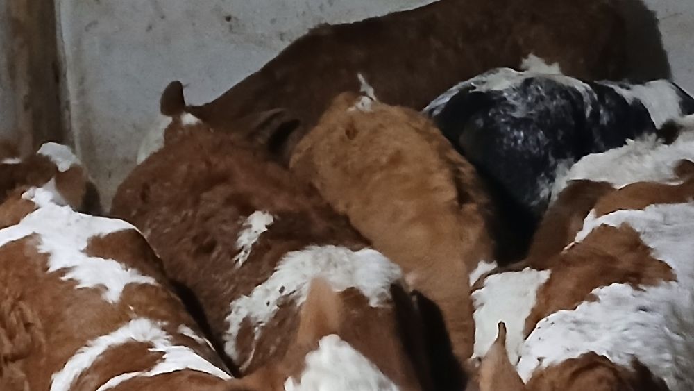 Vitei baltata românească si belgian