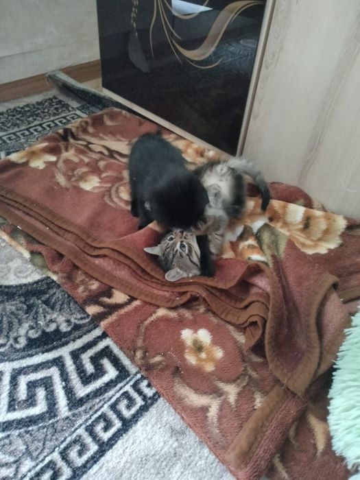 Отдам котят в добрые руки