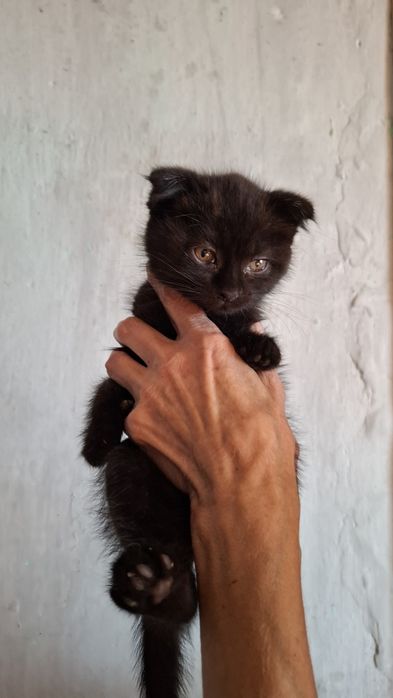 Отдам в добрые руки