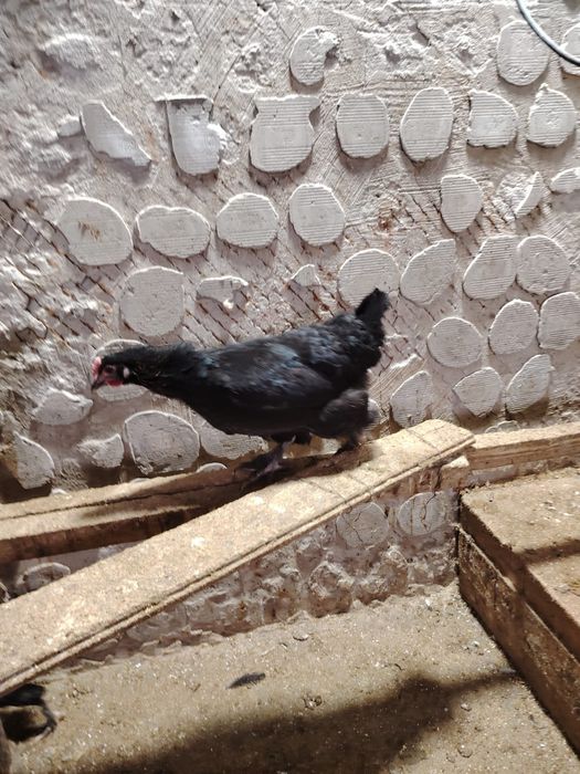 Продаются черные курицы