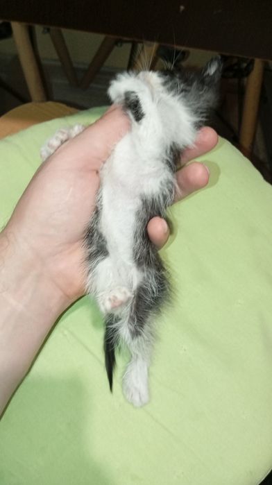 Котёнок чёрно-белый