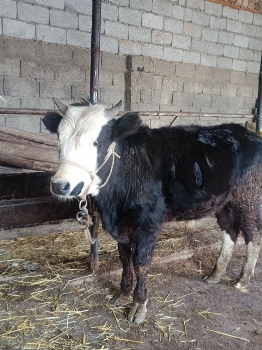 Еркек буқа сатылады