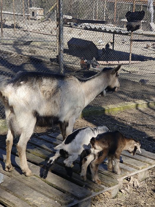Кози млади бременни
