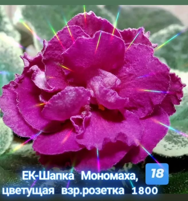 Цветущие фиалки в наличии