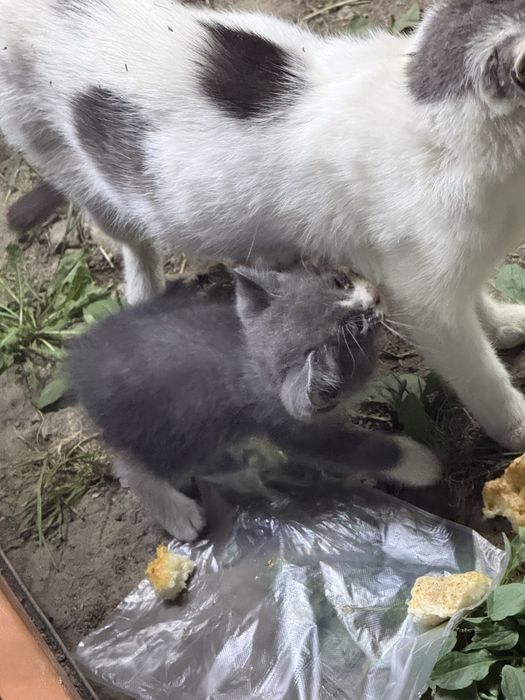 Маленькие Котята ищут Дом