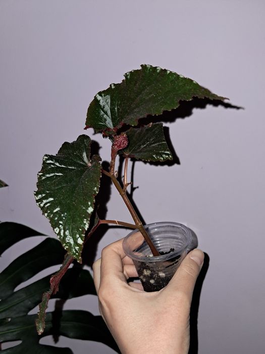 Бегония Арабиан Сансет