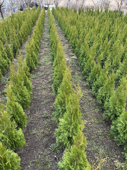 Tuia Smaragd la ghiveci de la Producator jud. Cluj