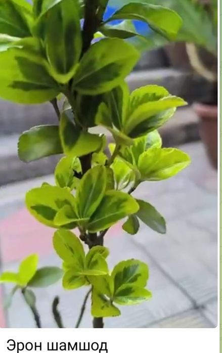 Продаю шамшод иранский