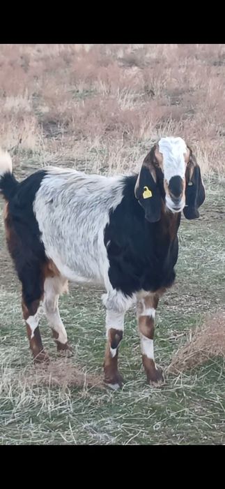 Коза битал пародалы ешкі сатылады