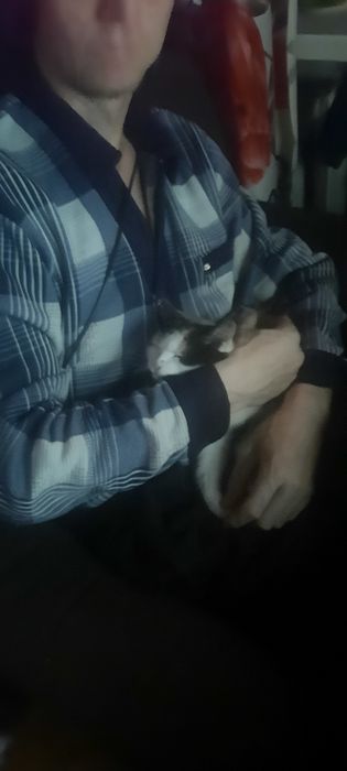 Кошка ещё котенок очень красивая