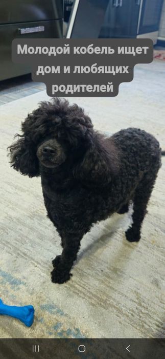 Пудель молодой кобель