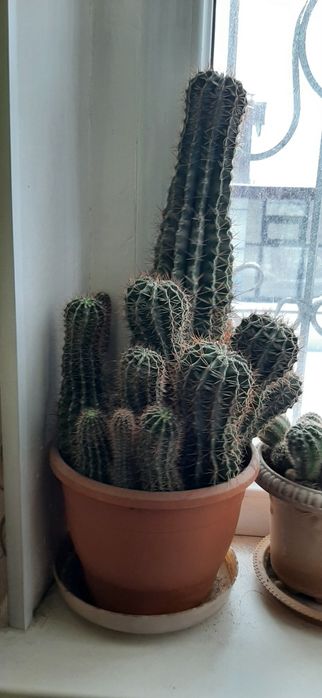 Продаются комнатные цветы