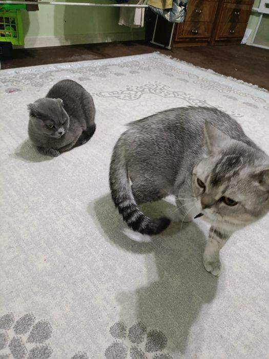 Британский коротко шерсть