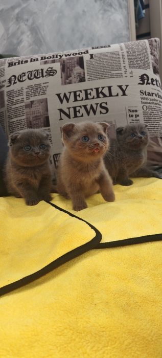 Котята шотландцы
