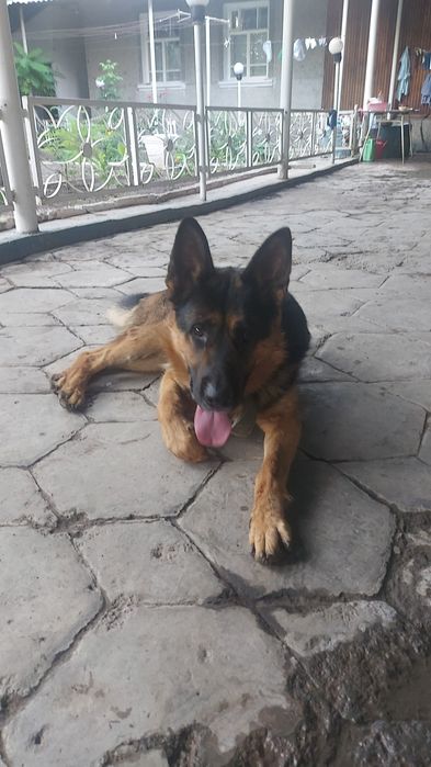 Для Вязка собака немец