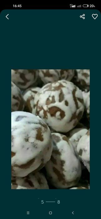 O'rgataman mogorlamaydi