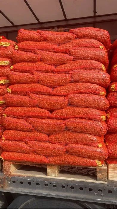 Arpagic galben stuttgarter