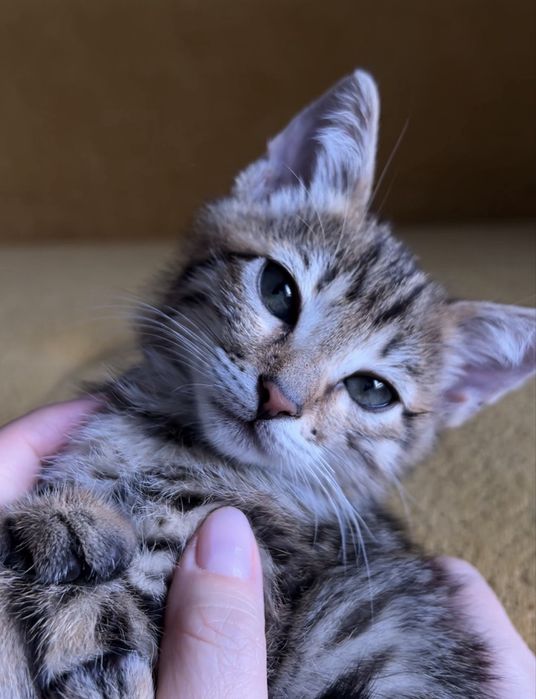 Котёнок окраса табби