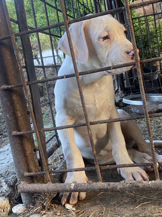 Mascul dog argentinian
